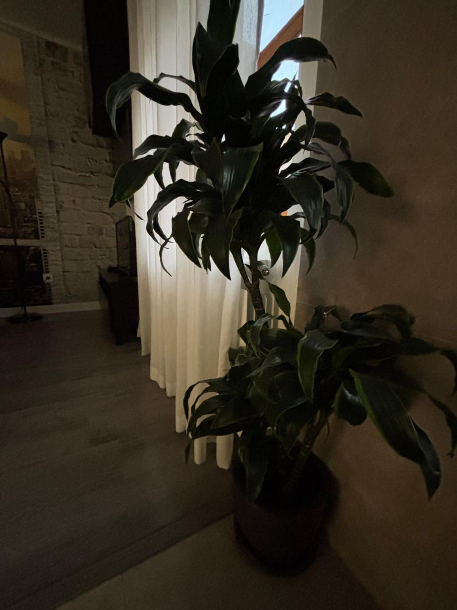 Apartamento Paula Valladolid Esterno foto